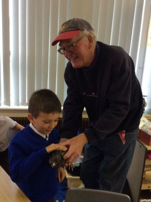 Farmer Joe and his chicks visit P3/4